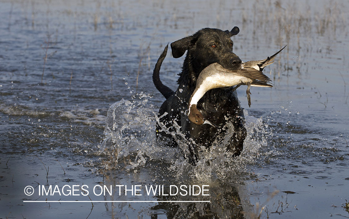 Black lab retrieving downed pintail.
