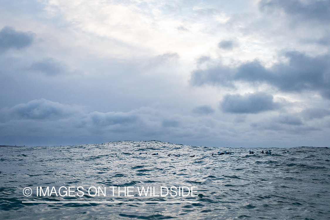 King Eider and Long-tailed duck hunting in Alaska, King Eider duck decoys on ocean.