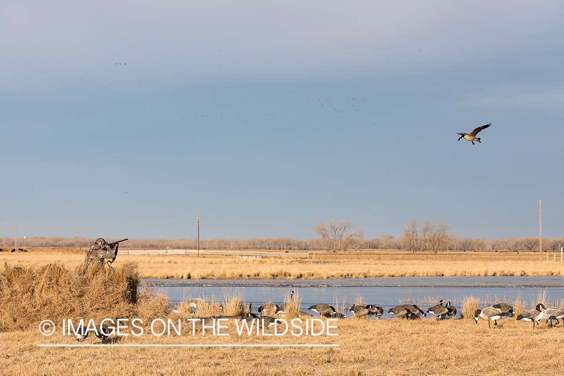 Waterfowl hunting