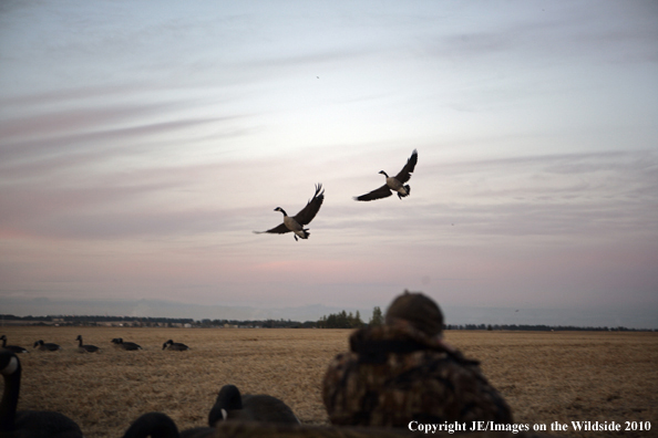 Hunter shooting canada geese