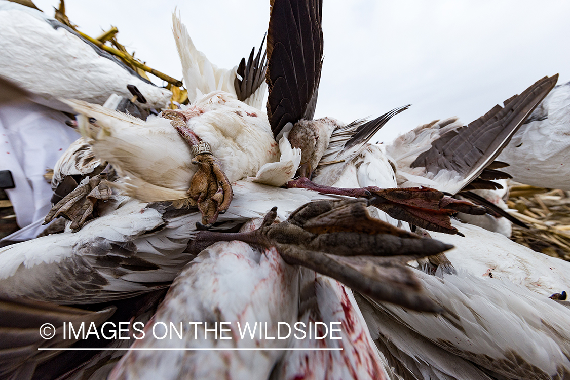 Band on leg of bagged goose. 