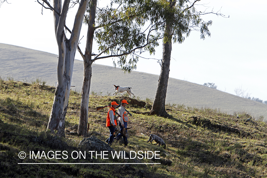 Upland game hunters with bagged pheasants. 