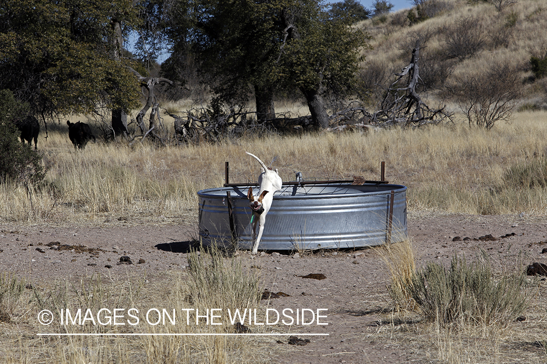 Dog cooling of in water trough.