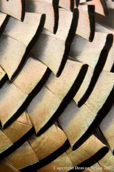 Eastern turkey feathers