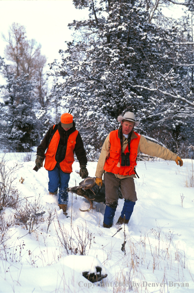 Father and son dragging white-tailed deer.