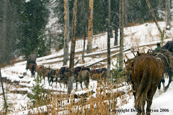 Elk hunters with bagged elk on horse packstring.  