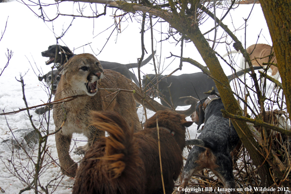 Mountain lion snarling at hunting dogs. 