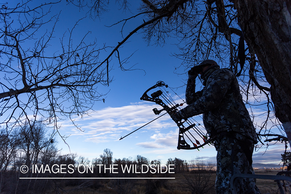 Bow hunter in tree stand glassing for white-tailed deer.