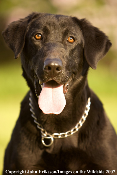 Black Labrador Retrievers