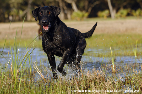 Black Labrador Retriever in field