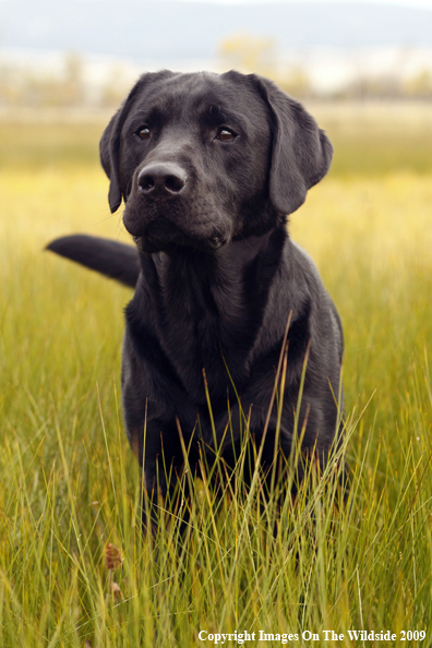 Black Labrador Retriever