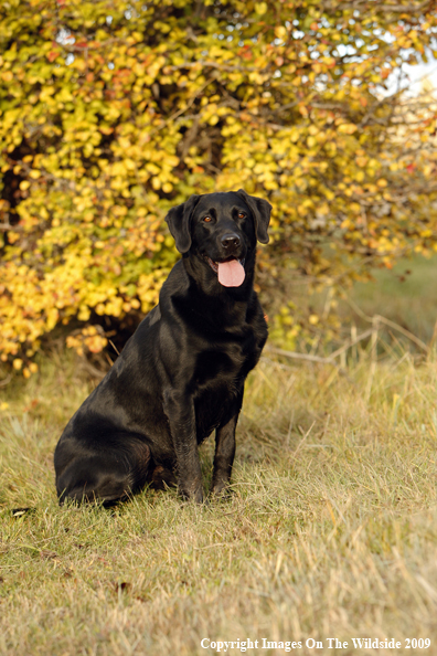 Black Labrador Retriever