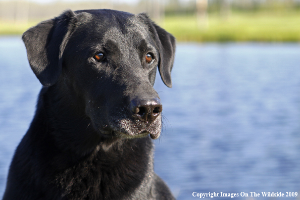 Black Labrador Retriever in field