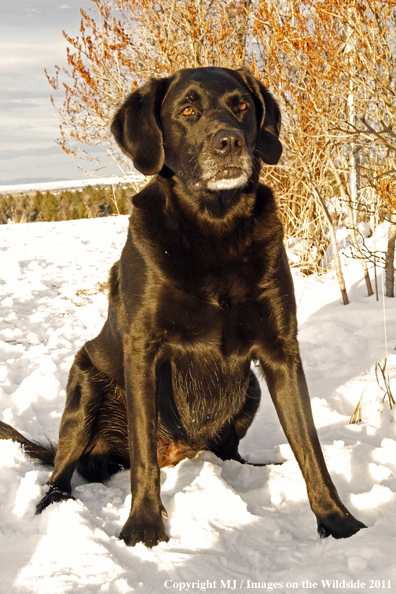 Black Labrador Retriever in winter. 