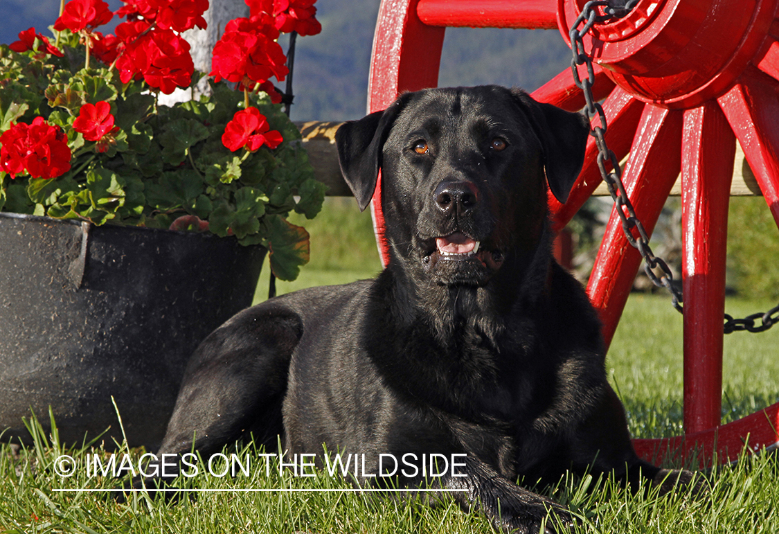 Black Labrador Retriever