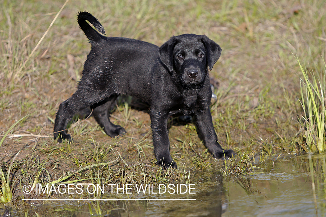 Black lab puppy by water.