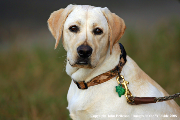 Yellow Labrador Retriever in field