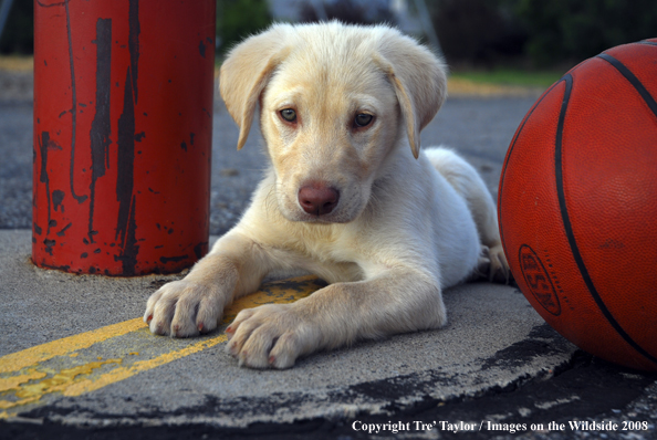 Yellow Labrador Puppy