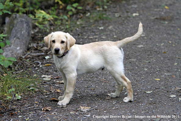 Yellow Labrador Retriever Puppy 