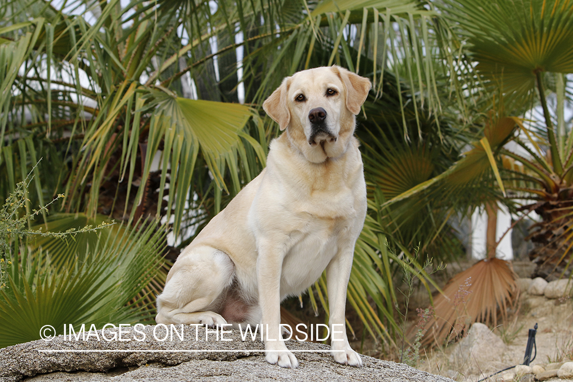 Yellow lab outside.