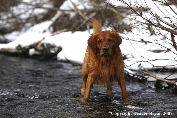 Golden Retriever standing in water