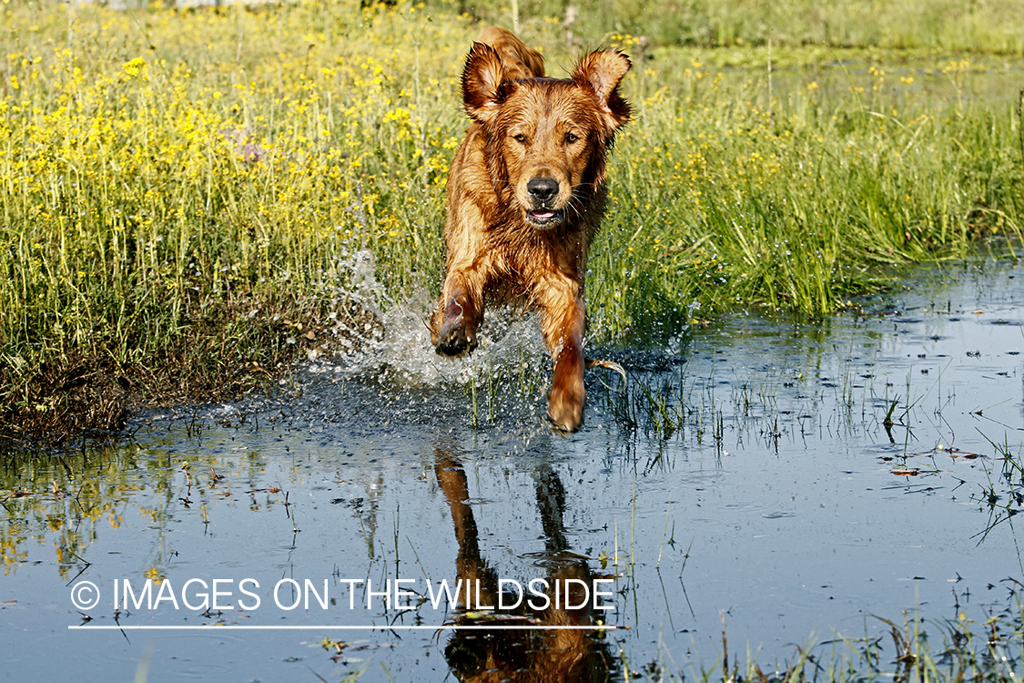 Golden Retriever  