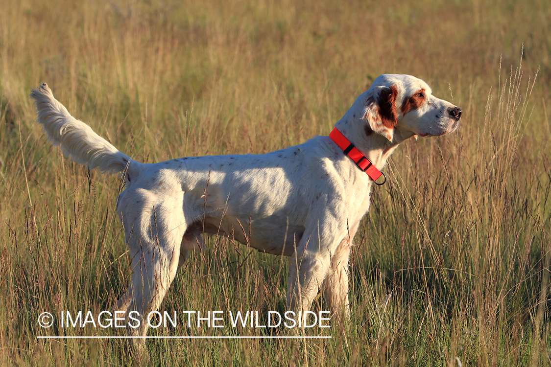 English setter.