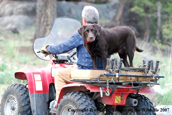 Chocolate Labrador Retriever with owner on ATV