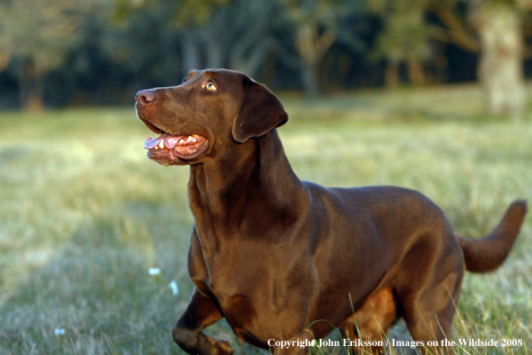 Chocolate Labrador Retriever in field