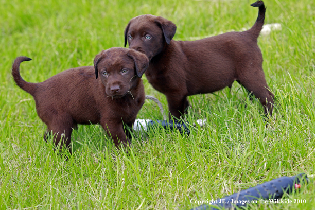 Chocolate Labrador Retriever Puppies