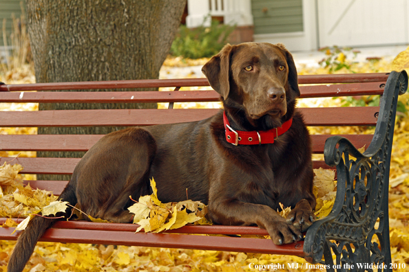 Chocolate Labrador Retriever