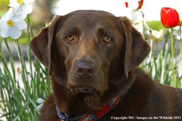 Chocolate Labrador Retriever.