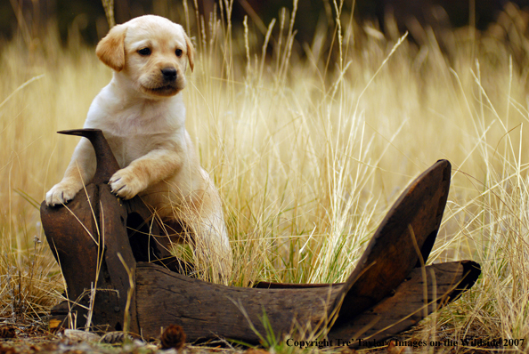 Labrador Puppy