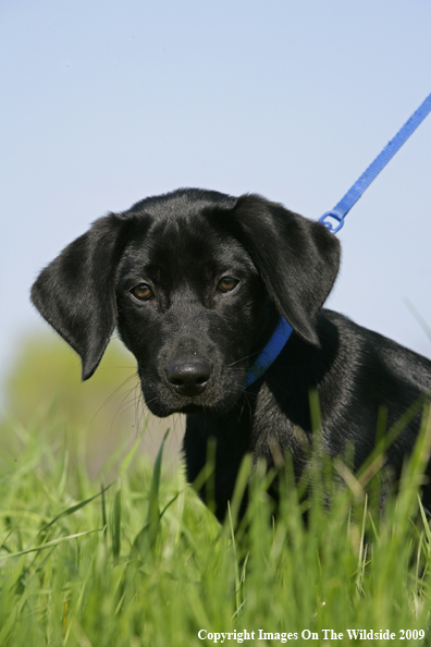 Black Labrador Retriever puppy in field