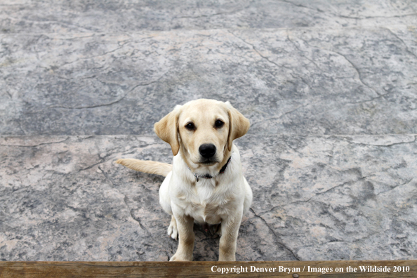 Yellow Labrador Retriever Puppy