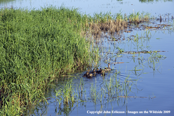 Duck family on water in wetlands