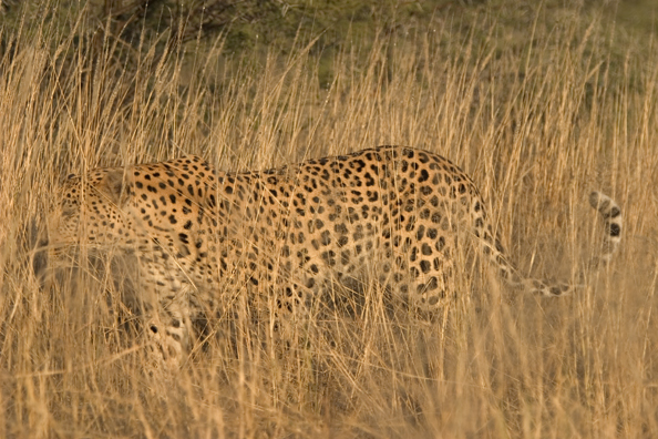 Leopard in habitat. Africa