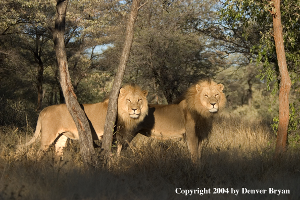 Male African lions in habitat. Africa