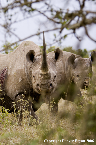 Black rhino in Africa.