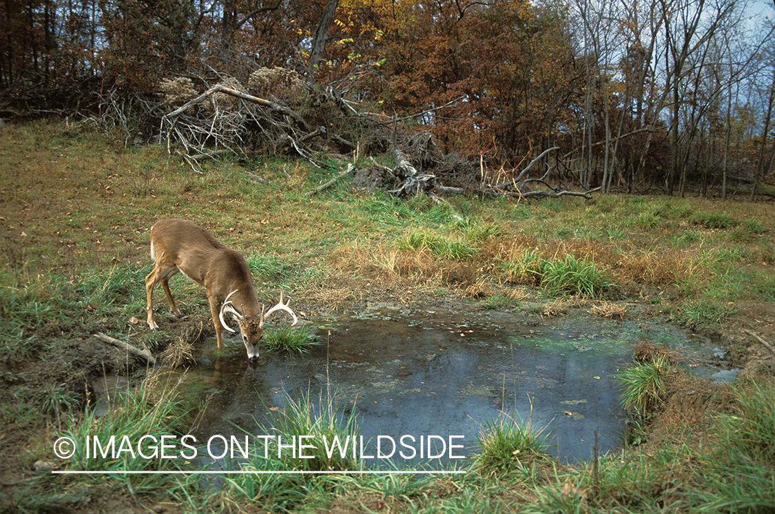 Whitetailed deer drinking.