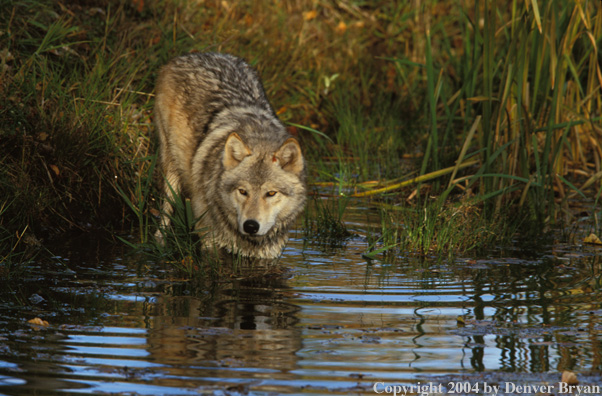 Gray wolf in pond.