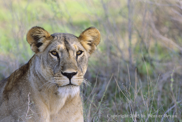 African lioness in habitat.