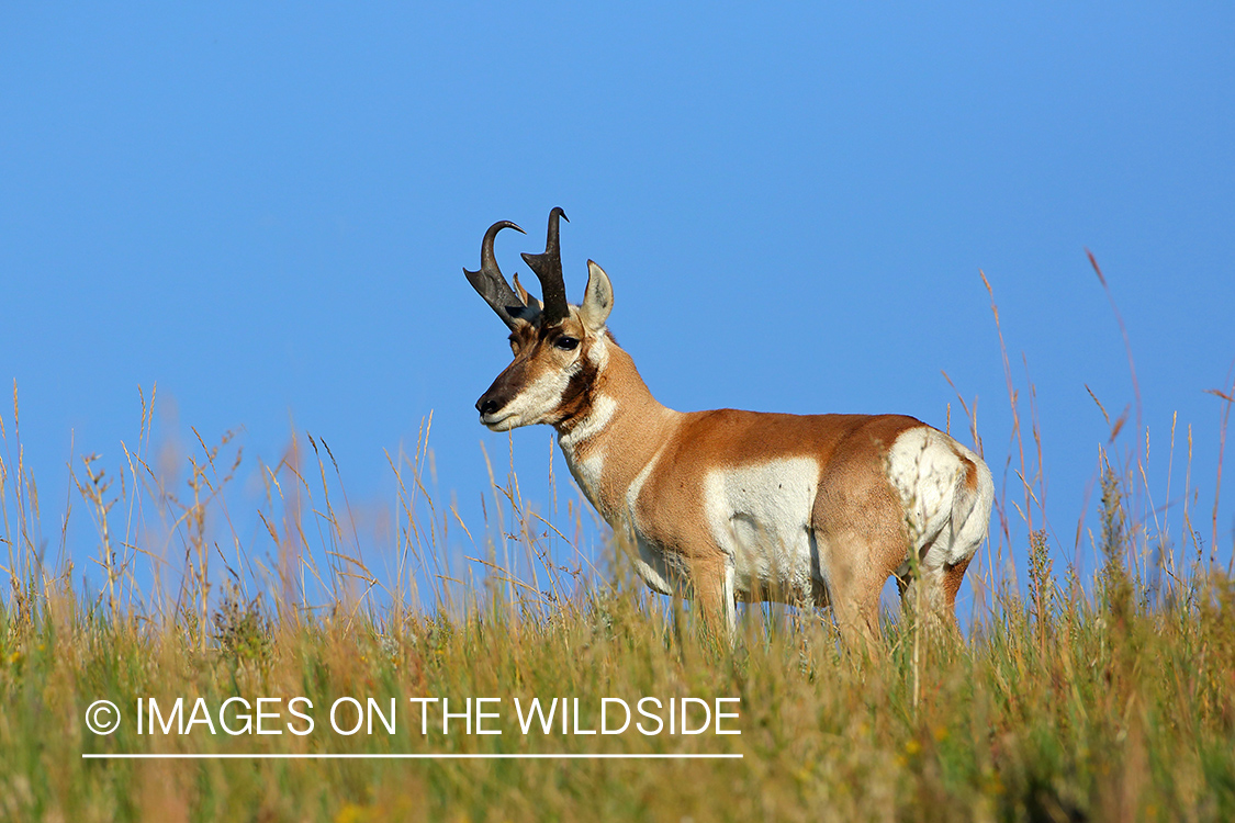 Pronghorn Antelope buck in habitat.