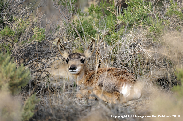 Newborn Antelope Fawn