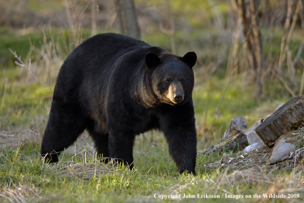 Black Bear in habitat