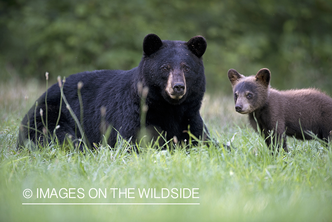 Black Bear with cub in habitat.