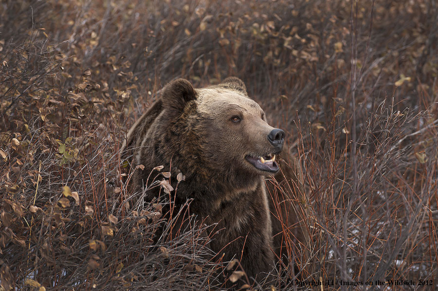 Grizzly Bear in habitat.