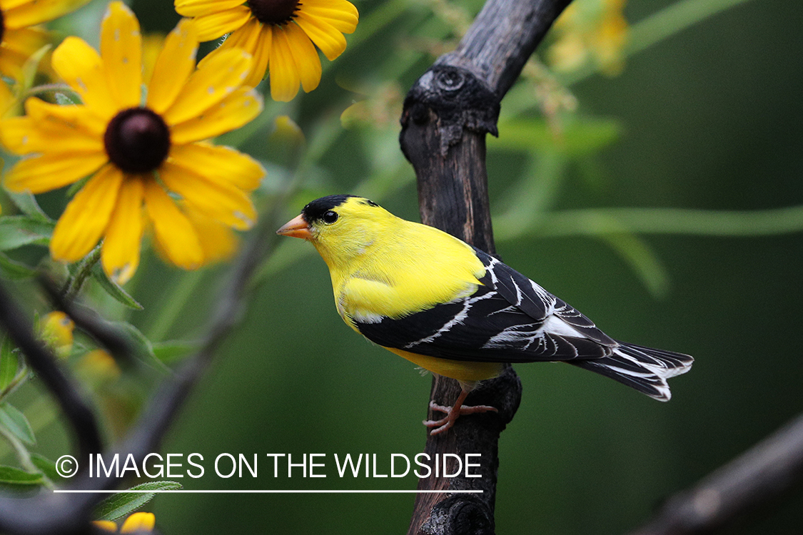 American Goldfinch in habitat.