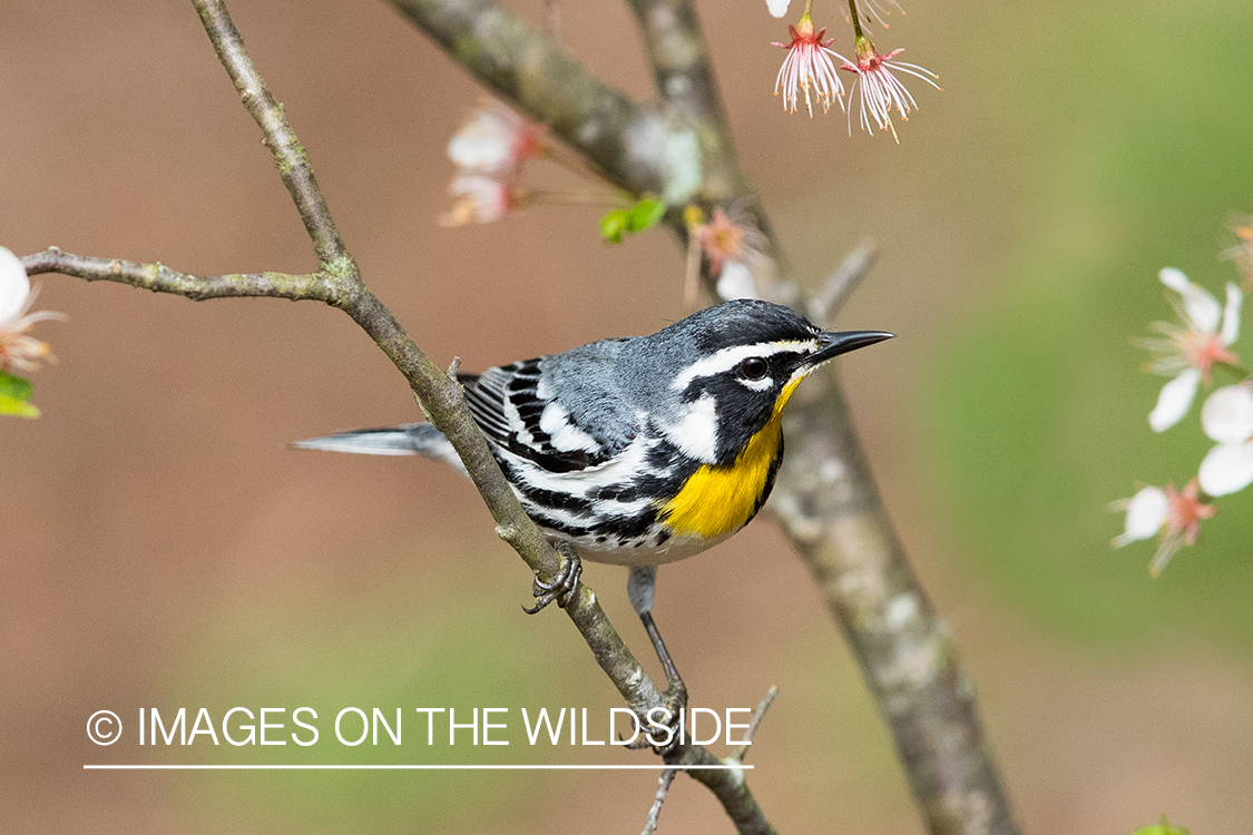 Yellow-throated Warbler on branch.