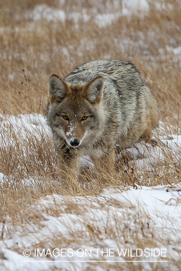 Coyote in snow field.